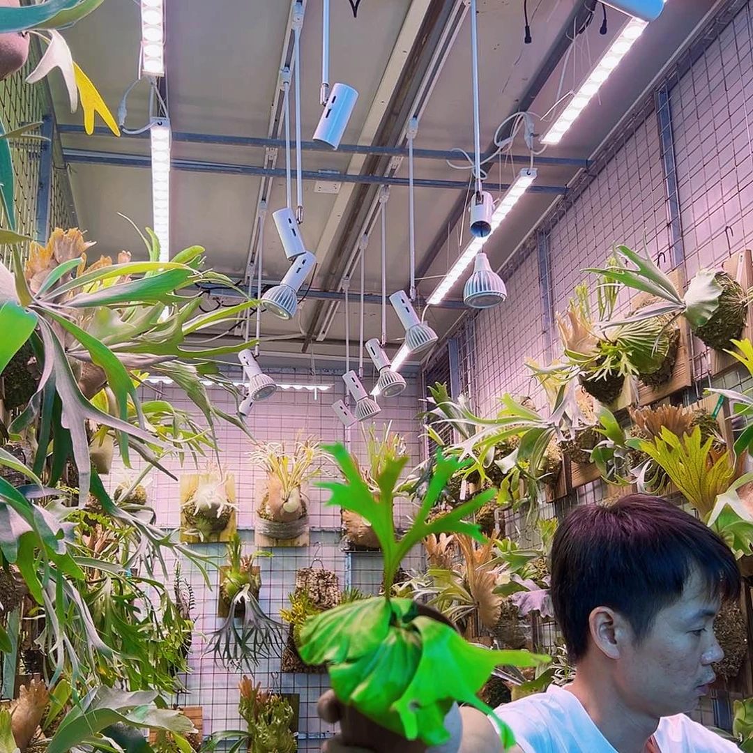 无花朵美人鱼啊014