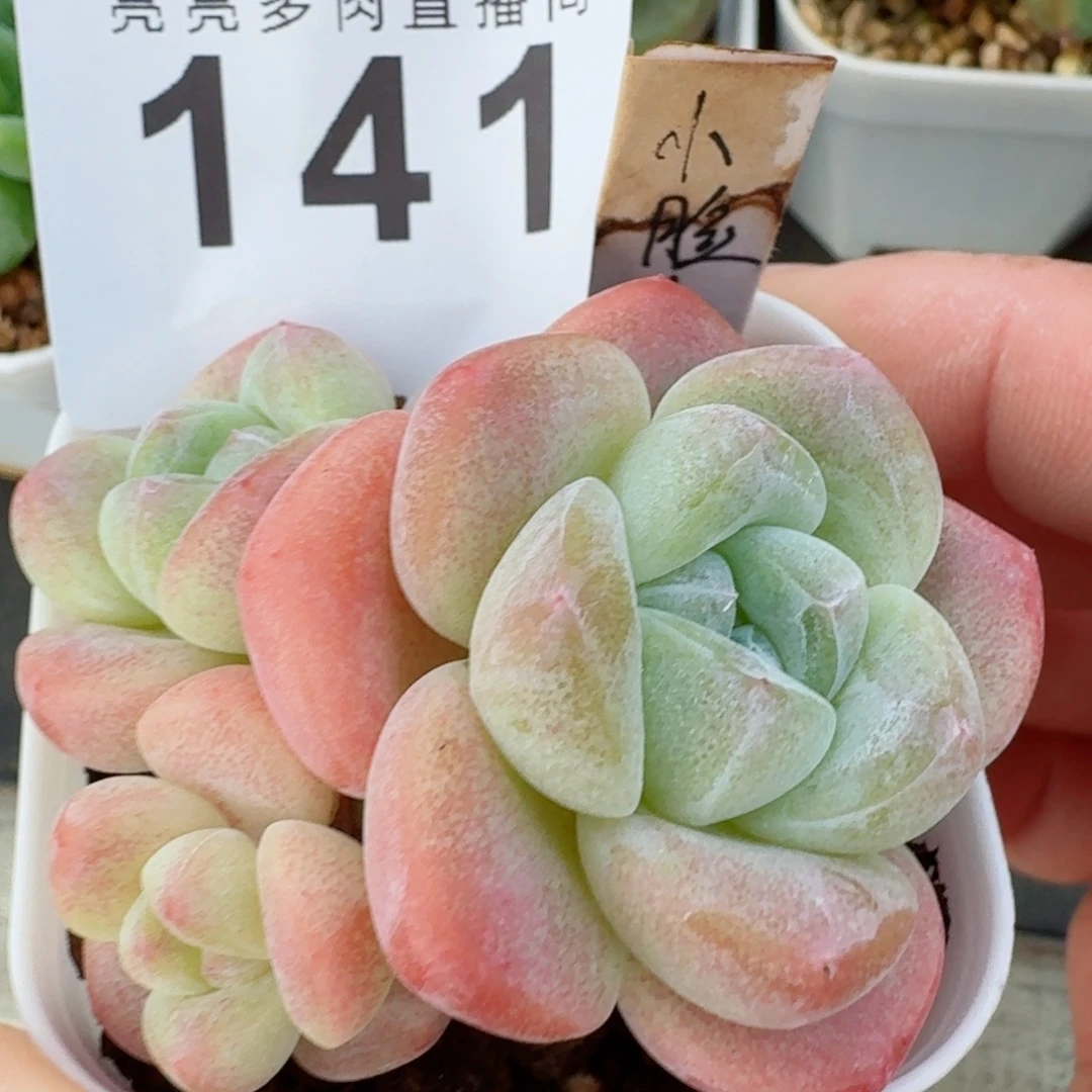 糖心冰玉            精美多肉植物