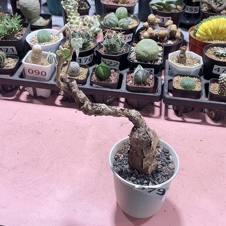 379毛叶树葡萄块根