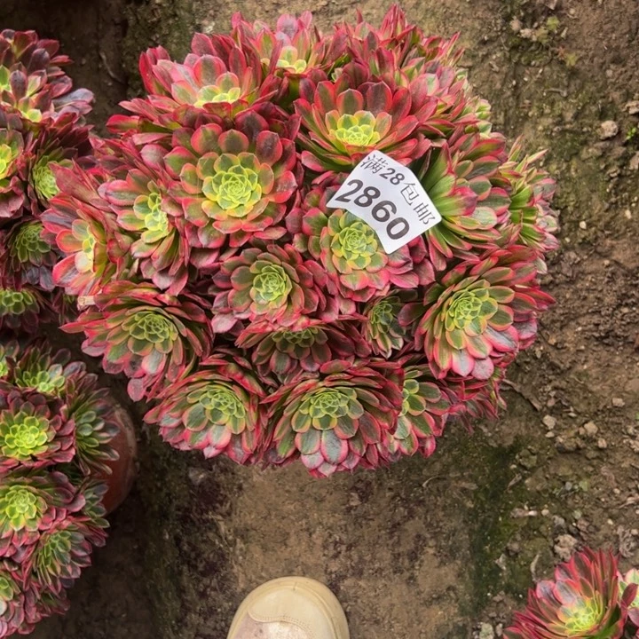 2860朝霞多肉植物