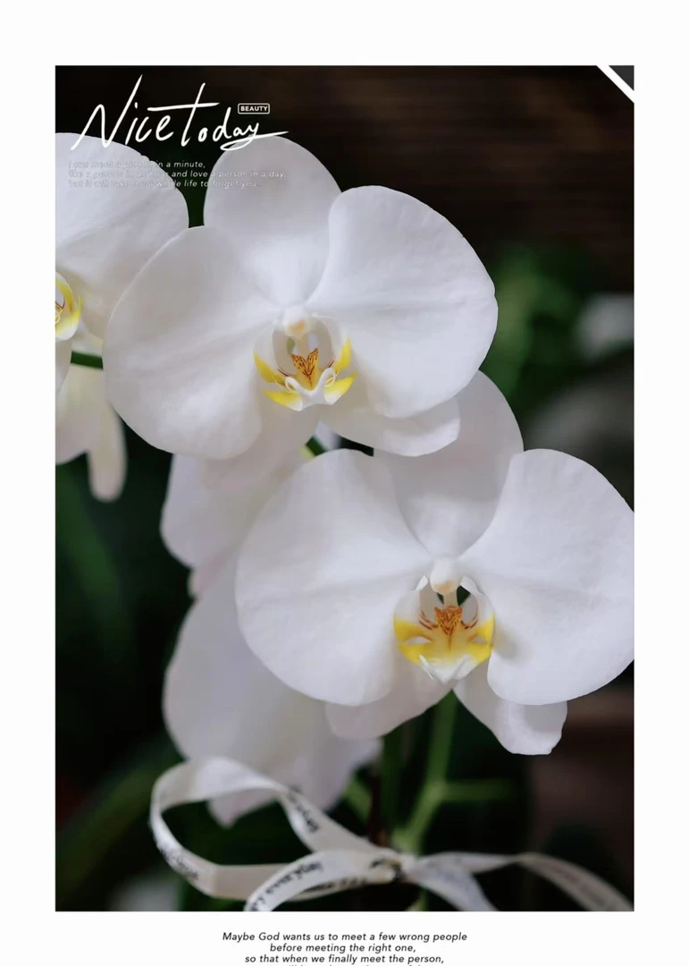 （剑桥） 蝴蝶兰一棵  云南基地直发