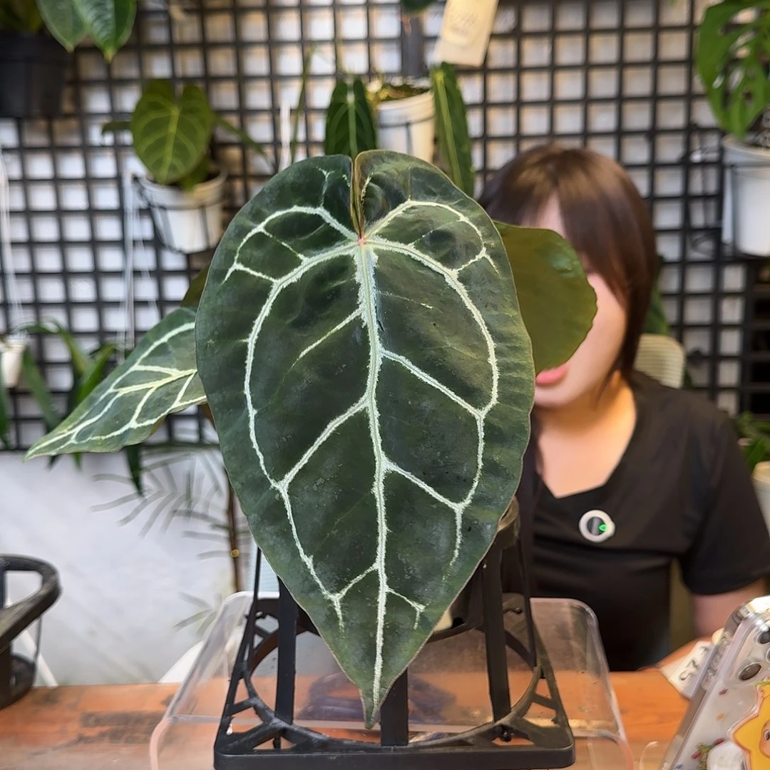 无花朵江****室一物一拍F24