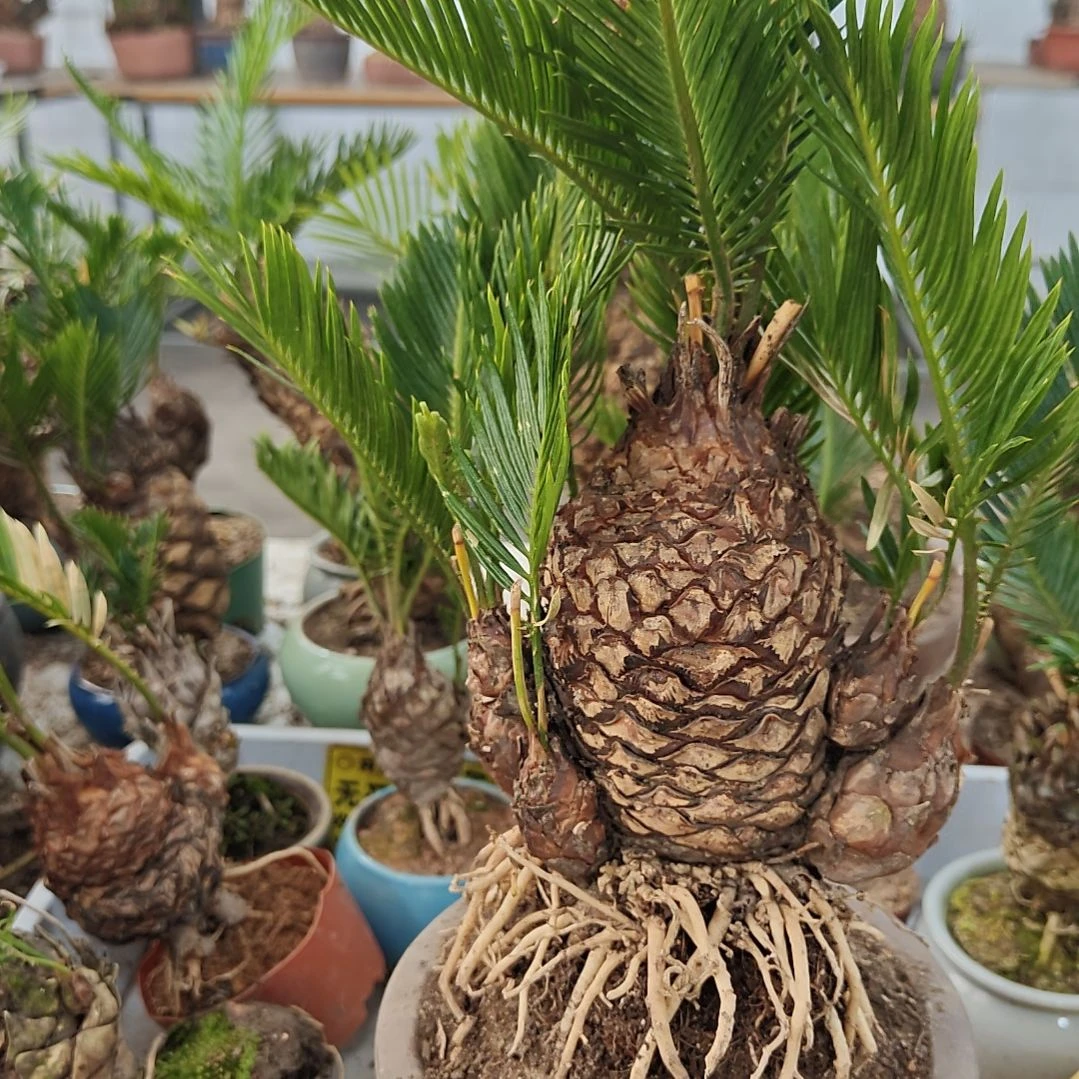 无花朵白鳞铁盆景基地价