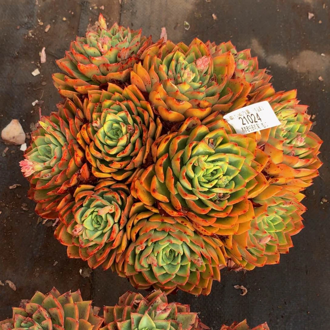 @*剑     贝拉21024