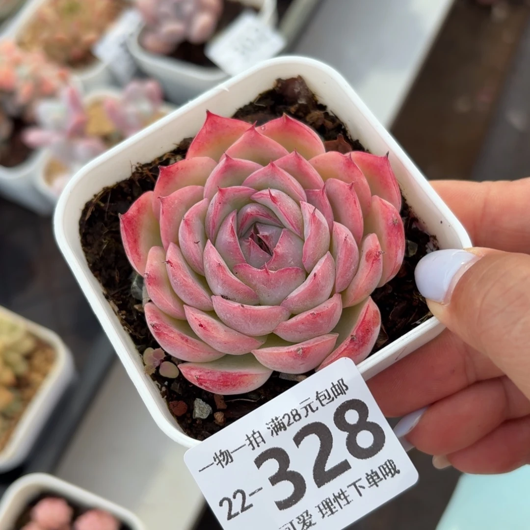 侧影无盆土发货无