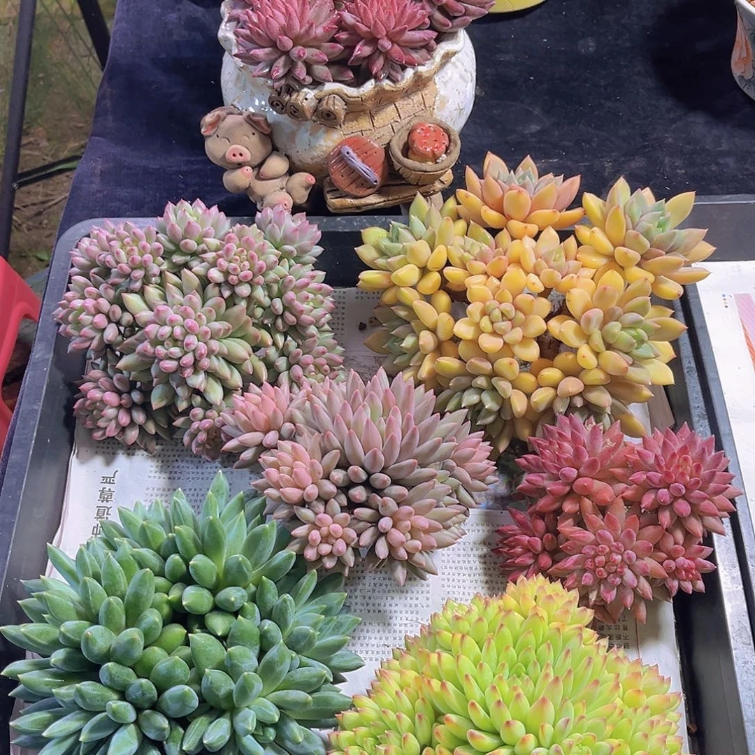 多肉植物多肉植物