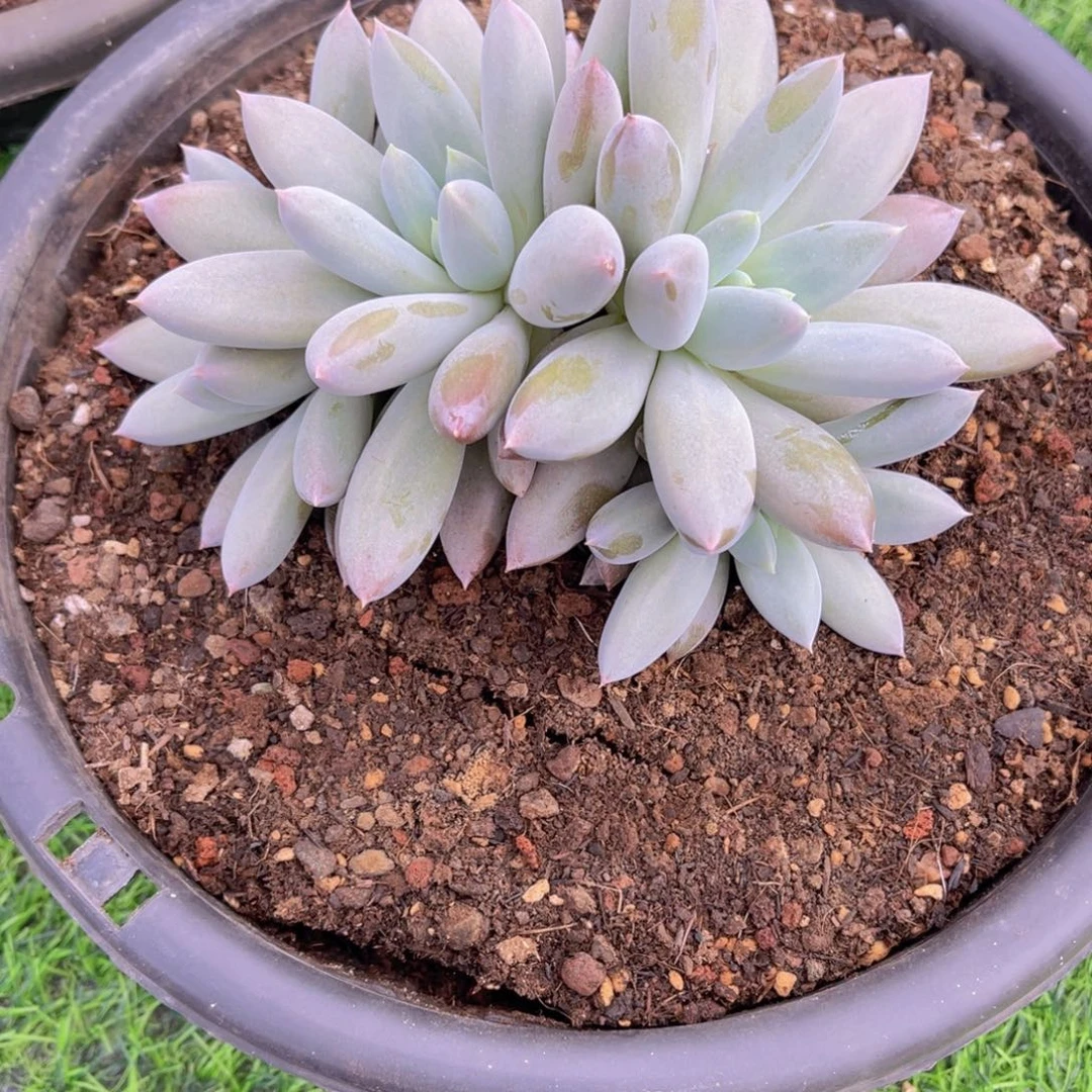 *****562号多肉植物一物一拍