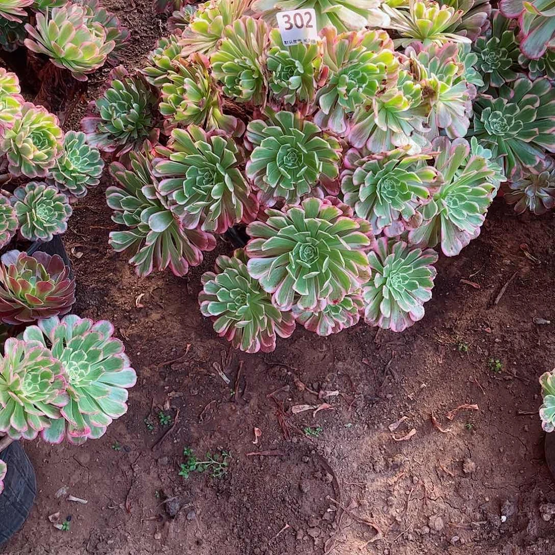 无花朵多肉植物302