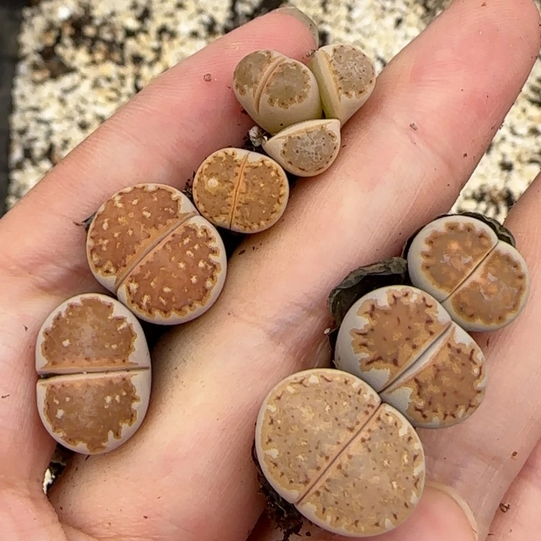 10.3辛然园艺母本1620.5饼干2027