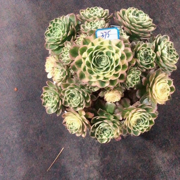 375海王多肉法师