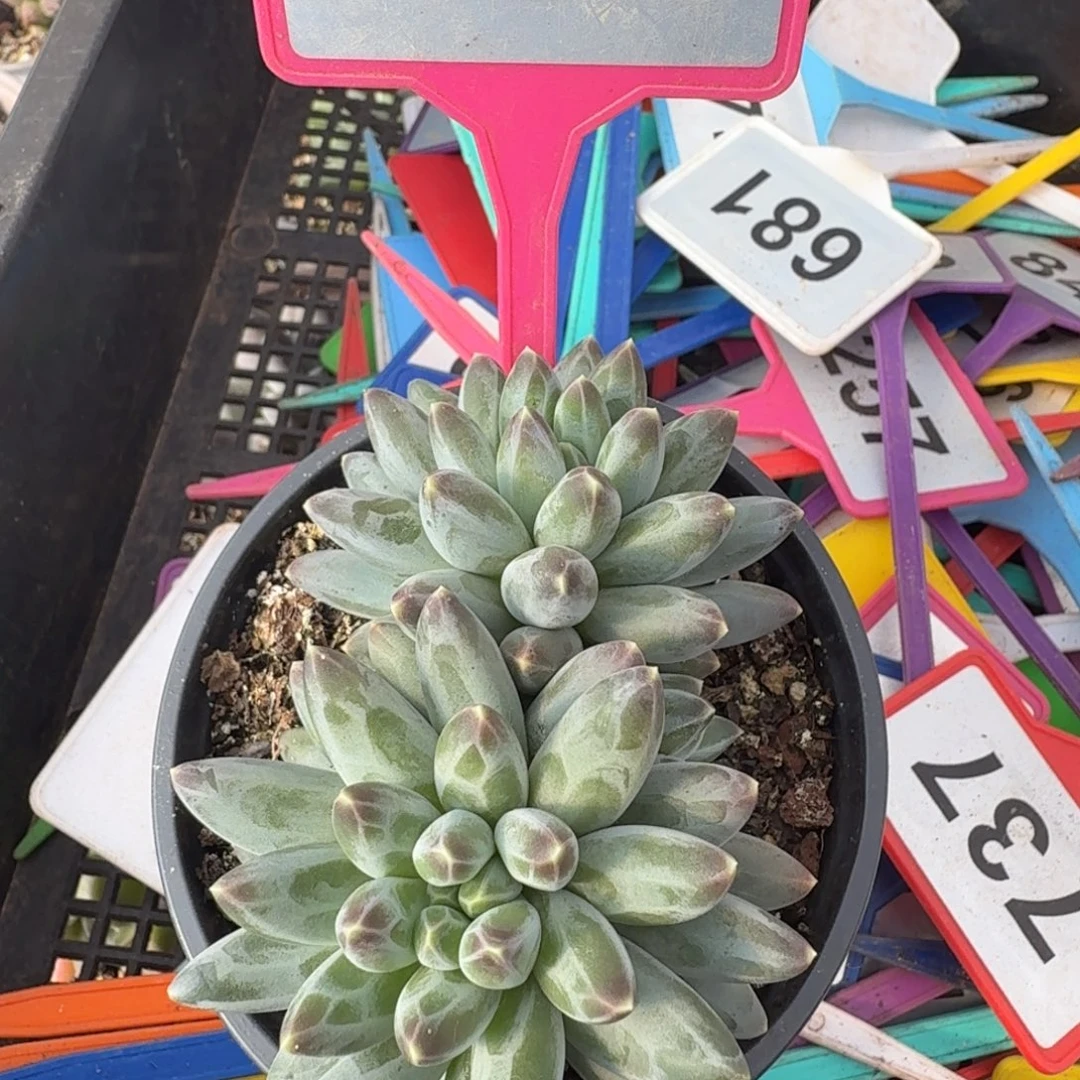 多肉植物伊卡鲁斯杂222