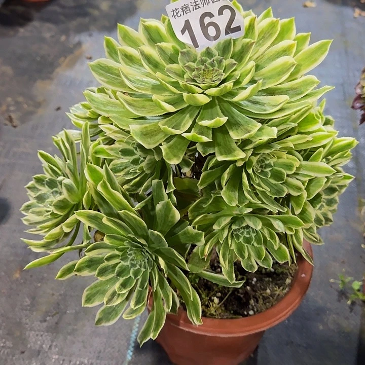 红陶碧浪16200000