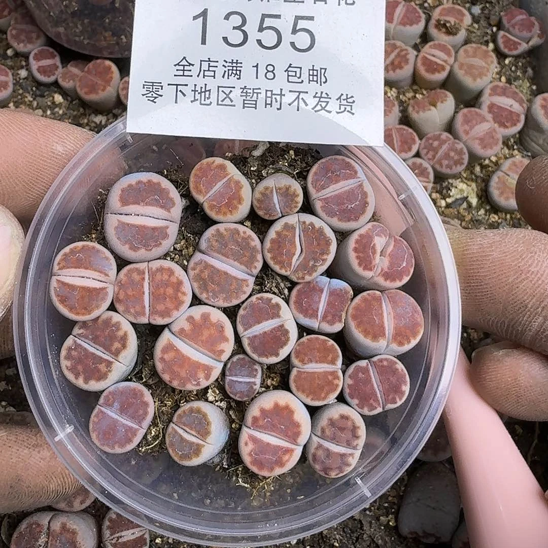 1355 哈哈哈哈哈哈哈哈