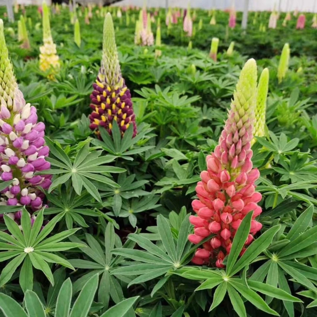 羽扇豆鲁冰花盆栽大苗阳台庭院花园耐寒花卉绿植多年生好养带花苞