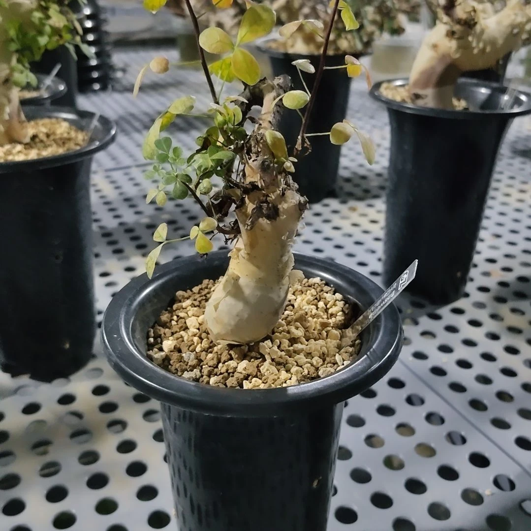 正白皮卡塔夫熟桩