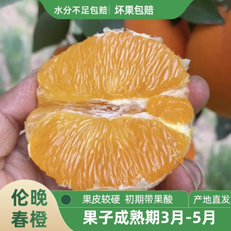 【新品】净果9斤新鲜应季伦晚春脐橙子汁水充足香甜秭归果园直发5斤
