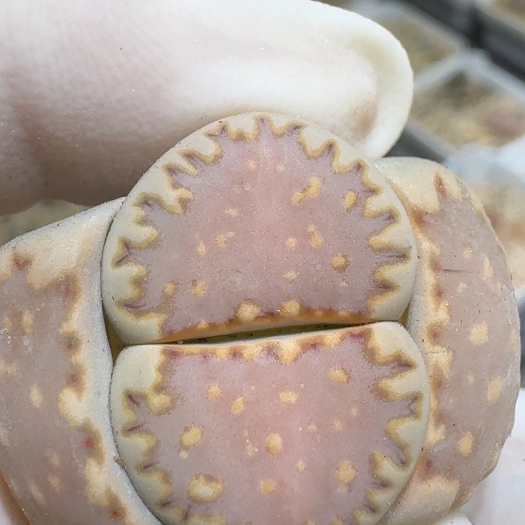 布****40303-33饼干编号216