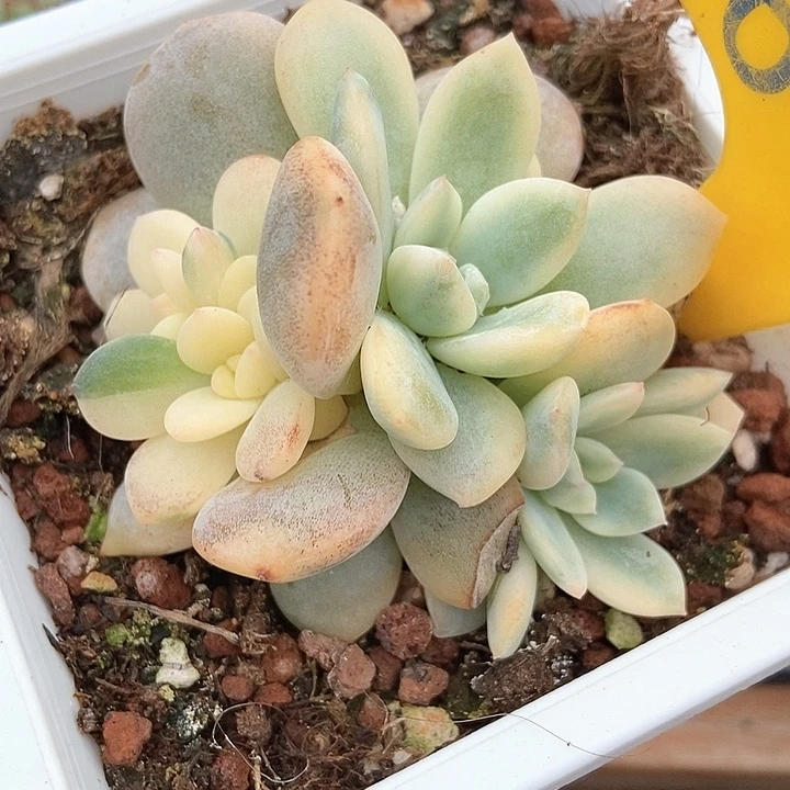 多肉植物梦露锦636多肉