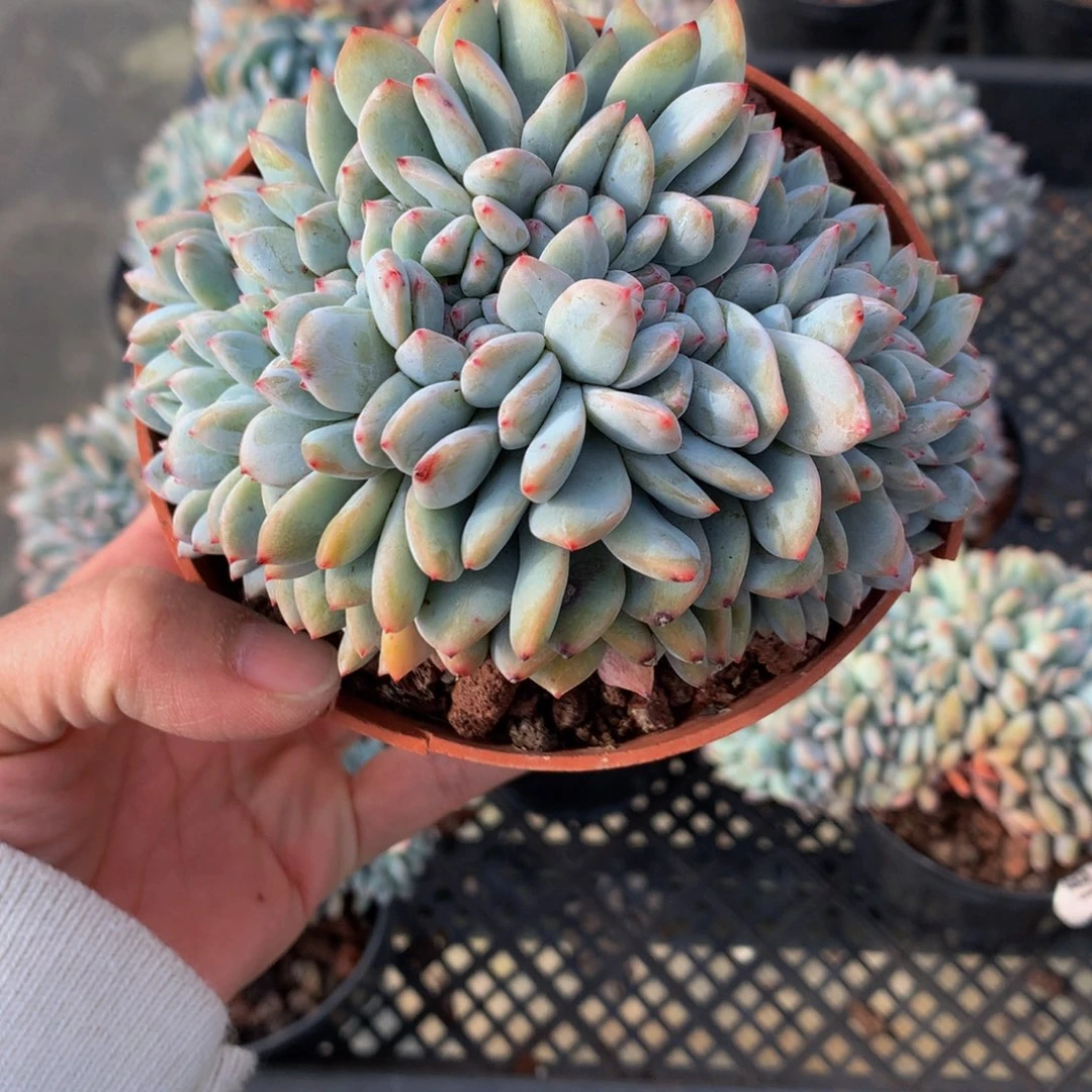 用****421119缀在美国市场推出新