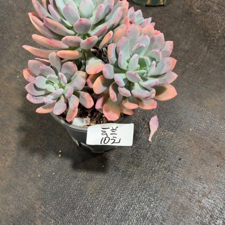 云***兰多肉植物一物一拍