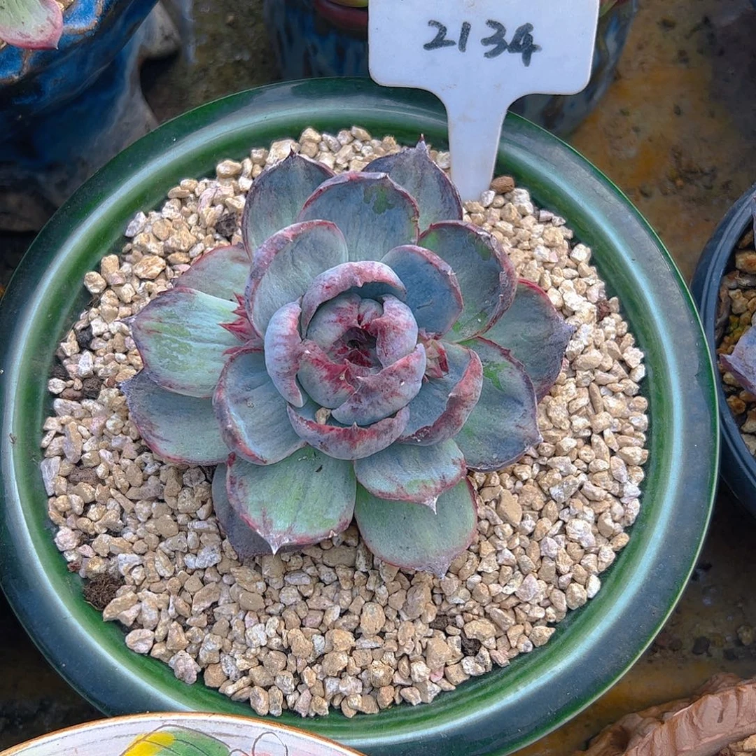 赠***深惊鸿仙子石化2134号