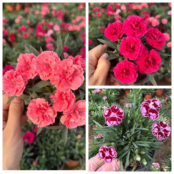《欧石竹多色混搭批发》庭院造景花镜设计耐寒耐晒常年花期