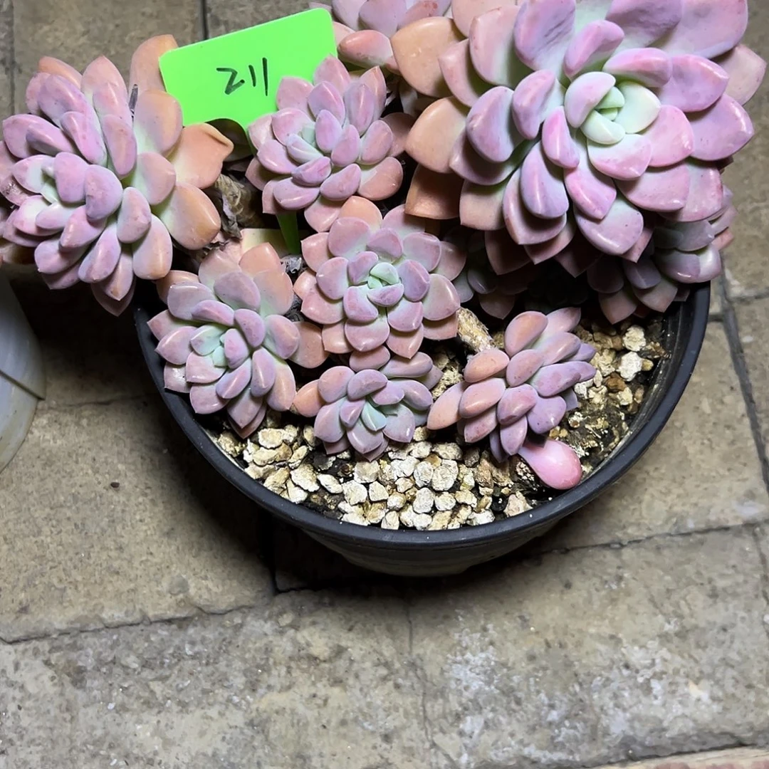 白鹭211。