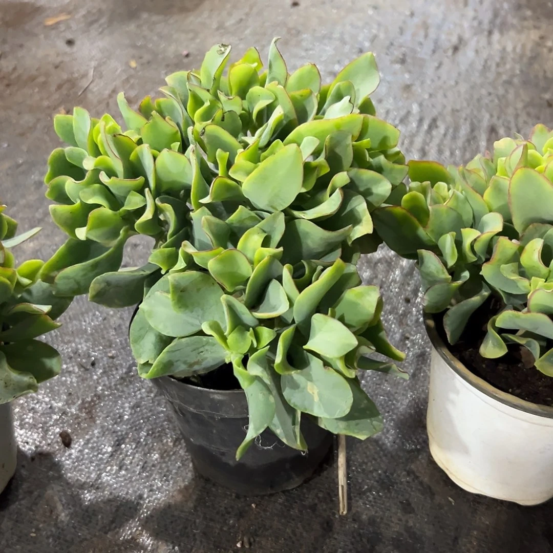 完全开放海带一物一拍多肉