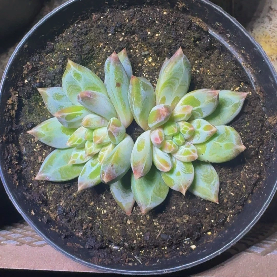 青禾美人 双头 一物一拍