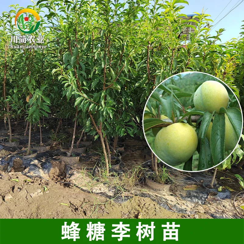 蜂糖李苗青脆李苗五月脆李苗晚熟蜜脆李苗李子树苗四川优质果树苗