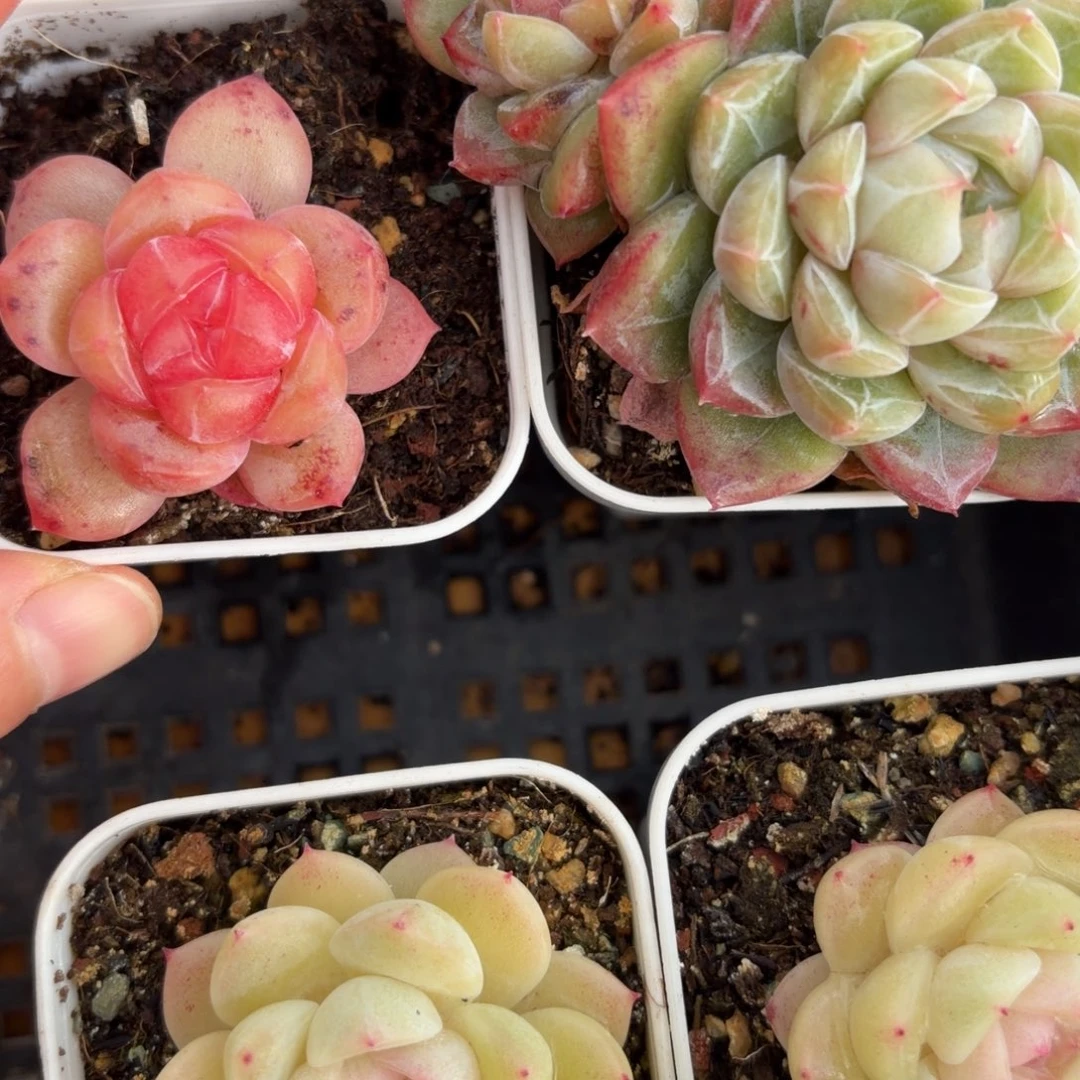 东篱下多肉植物哈哈哈22