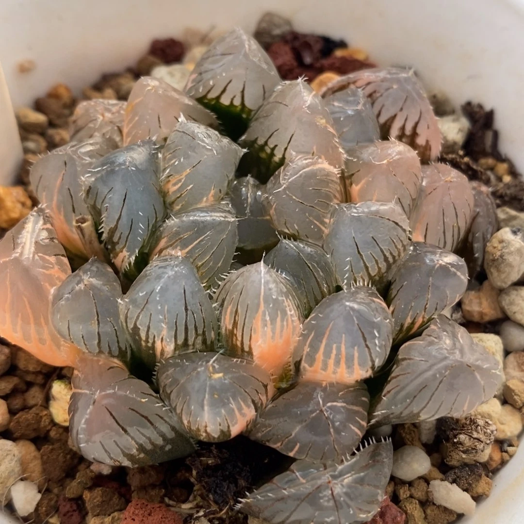 97实生玉露锦一物一拍