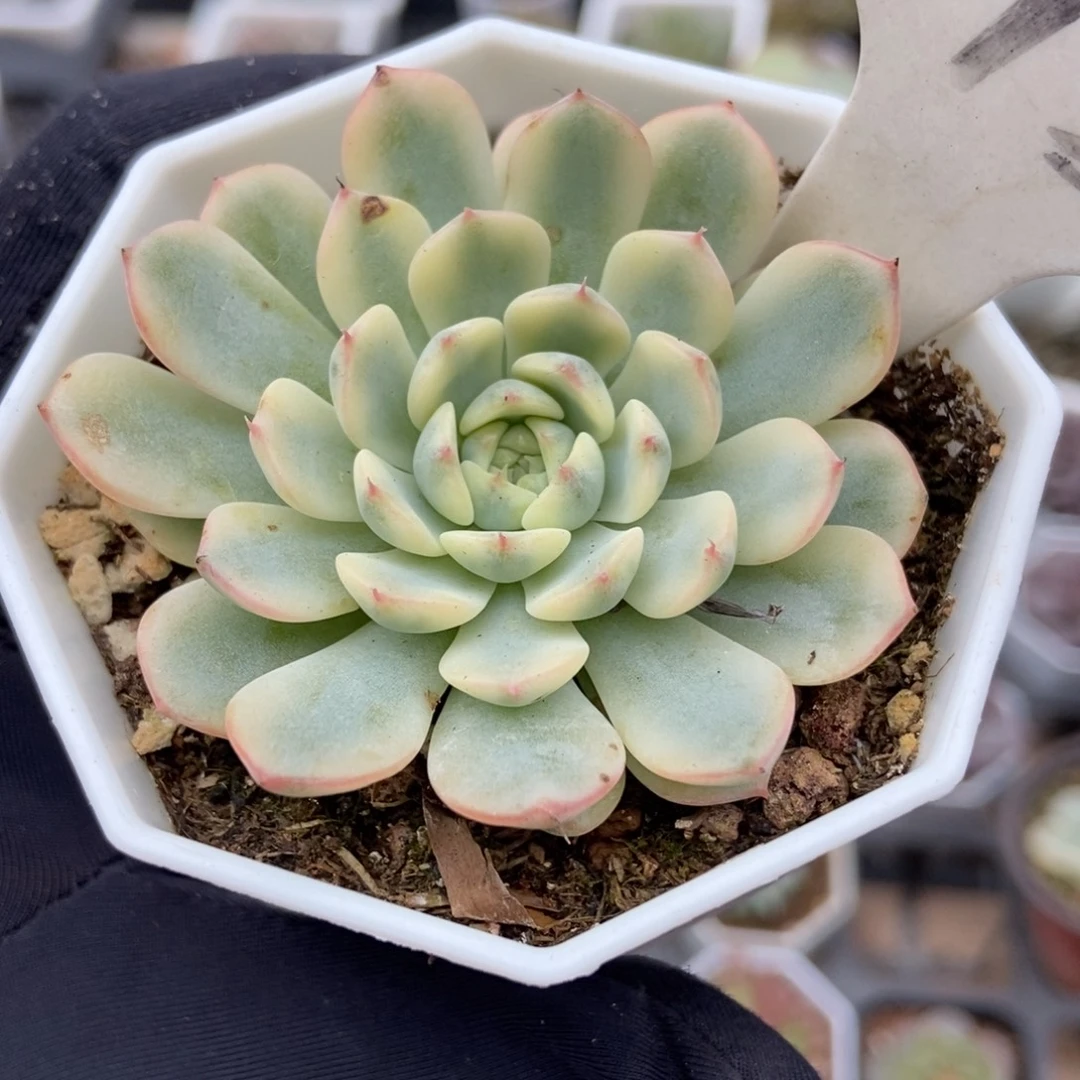 1013忌廉锦多肉植物