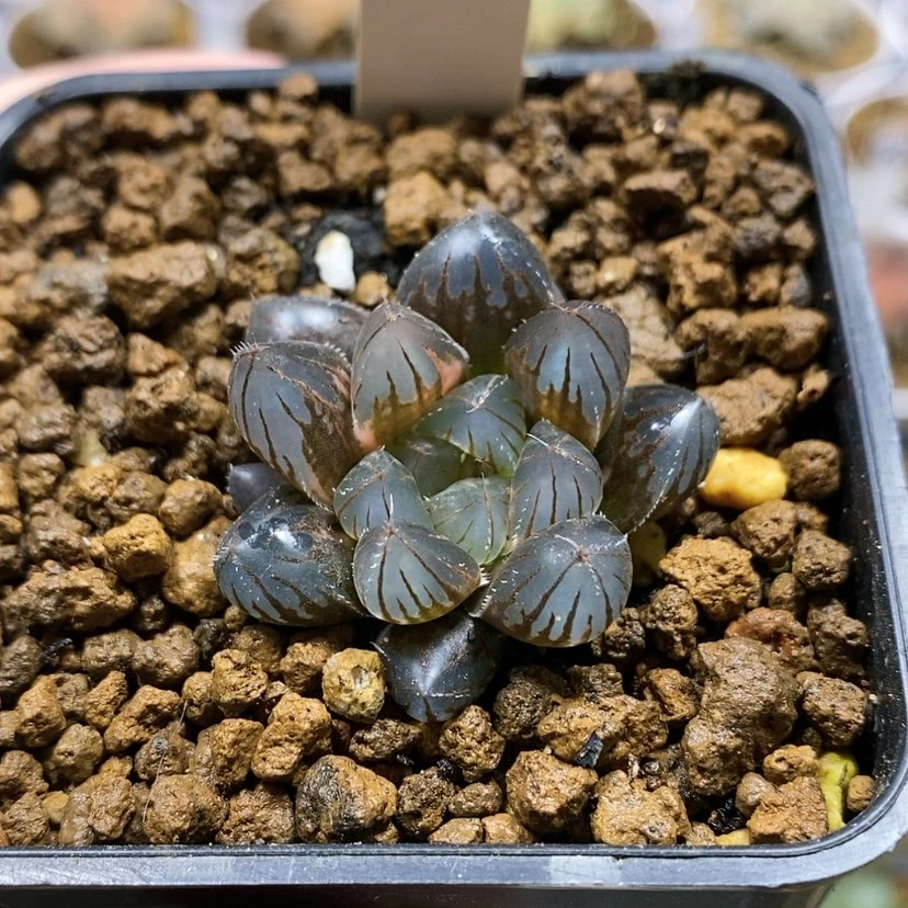 【闪购商品】17福利小霓虹灯