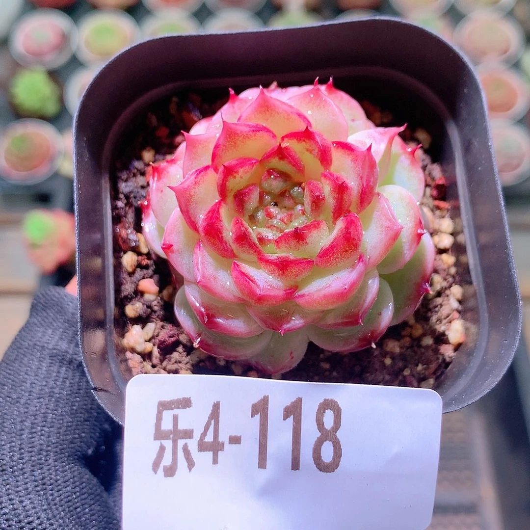 乐然4-118 天鹅绒