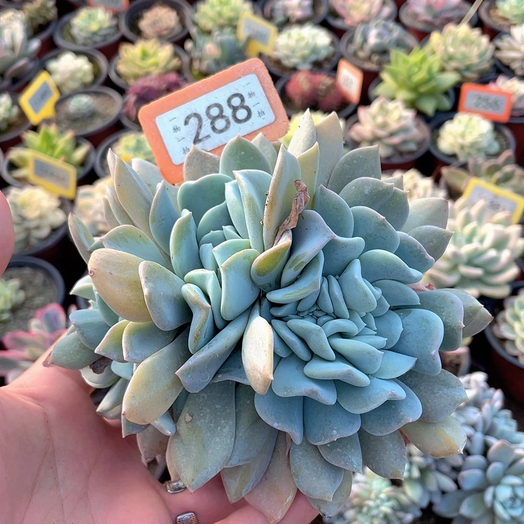 用***7我288号多肉植物植物