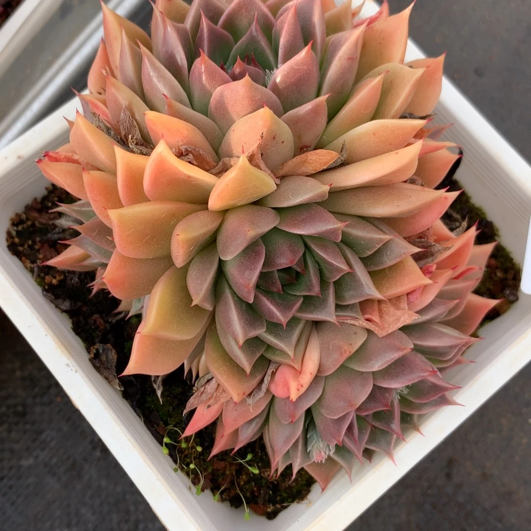 2683杂交精品基地12厘米