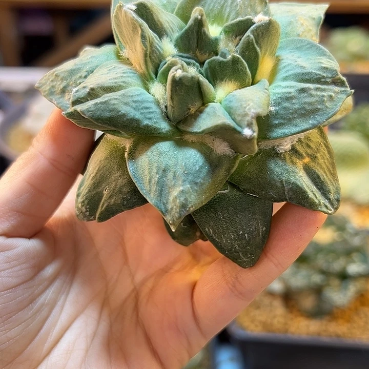 40号苗接褶邹尤牡丹无根9公分