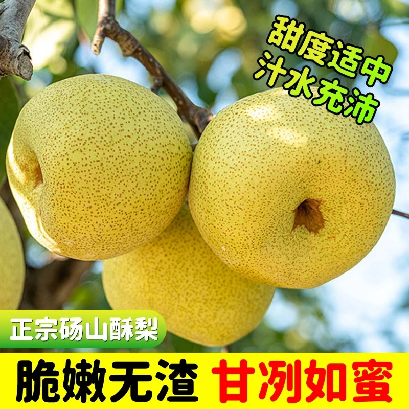 【正宗砀山酥梨】安徽砀山酥梨脆甜多汁烤梨炖梨应季水果产地直发