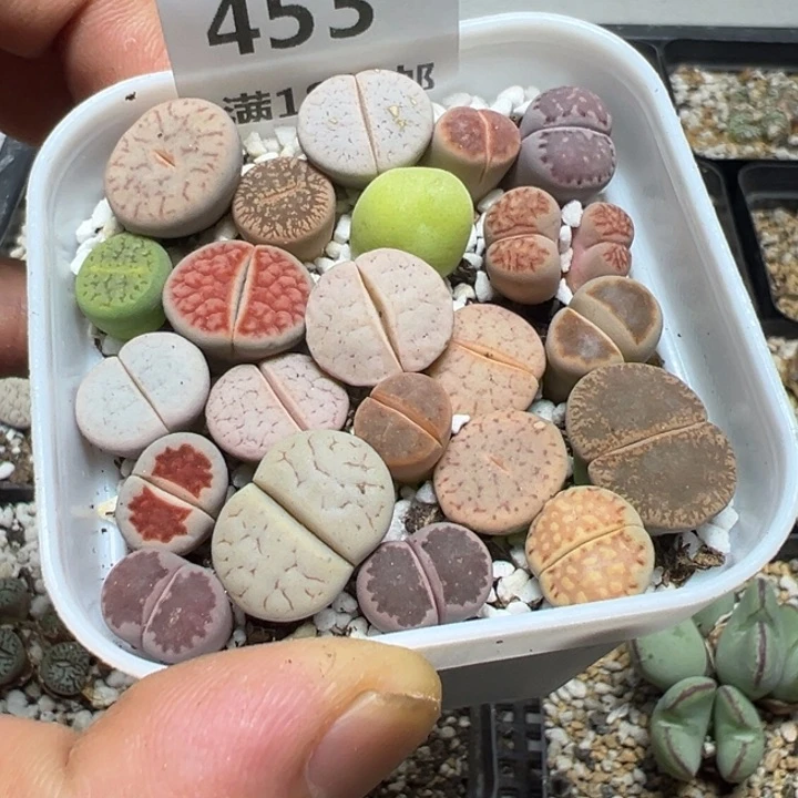 【闪购商品】 453。