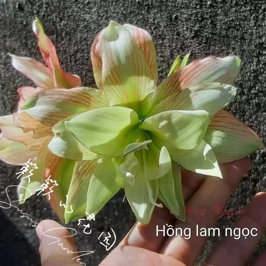 朱顶红【红绿灯】越朱6.5cm 只包对版，不包后期养护！