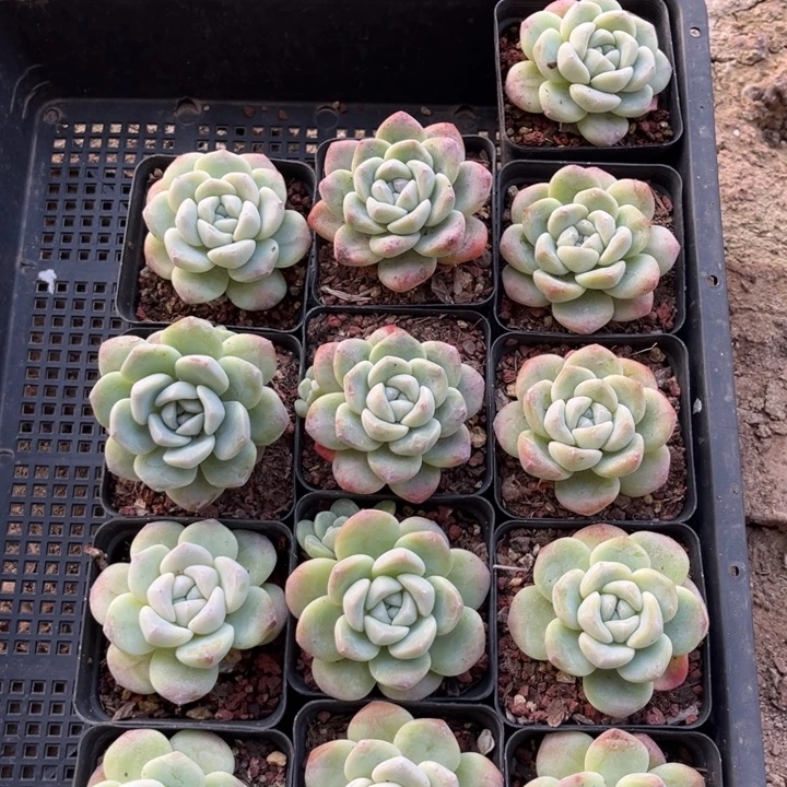 冰玉多肉七方盆一组冠幅5-6厘米13个13号