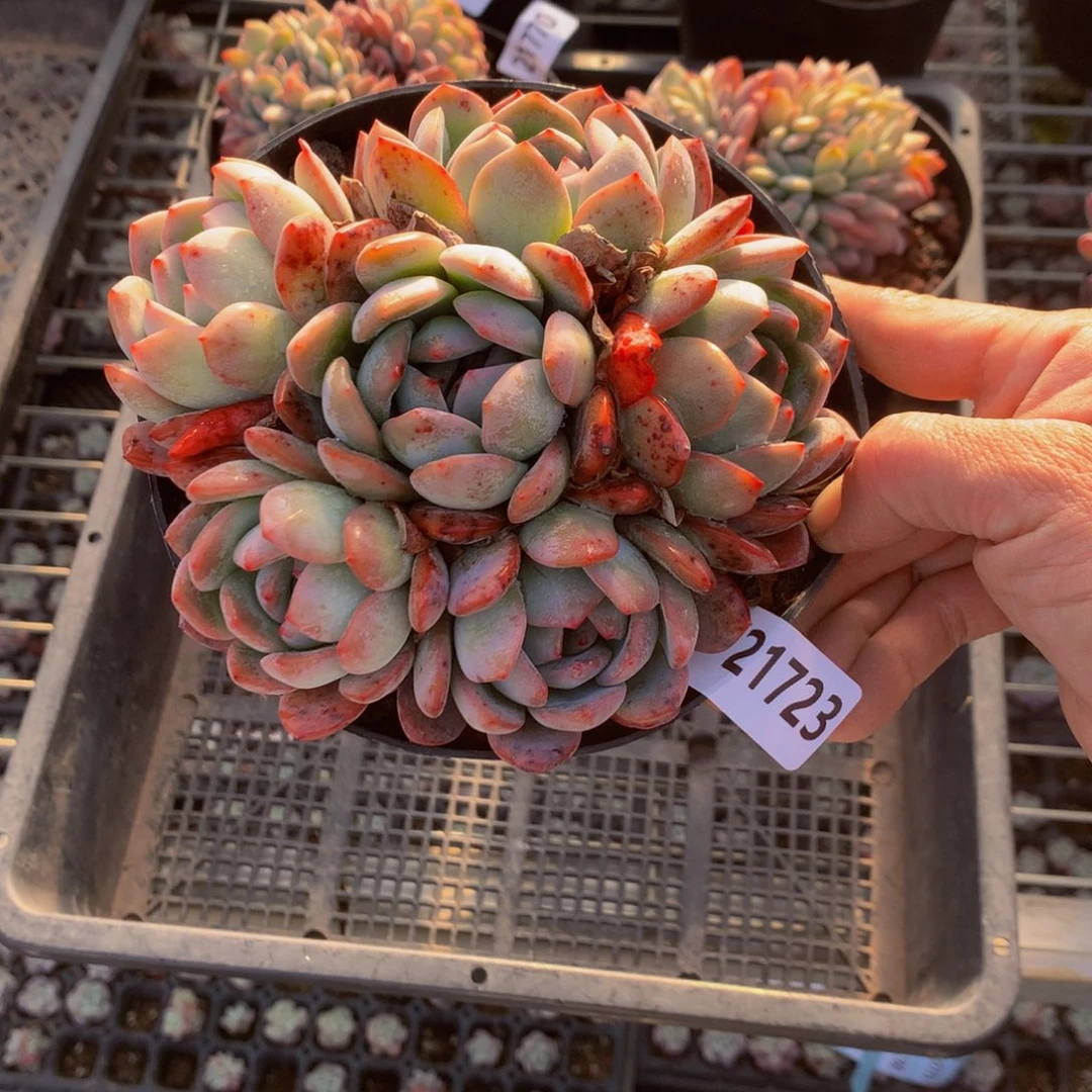 四***夕21723多头一哥们问一下