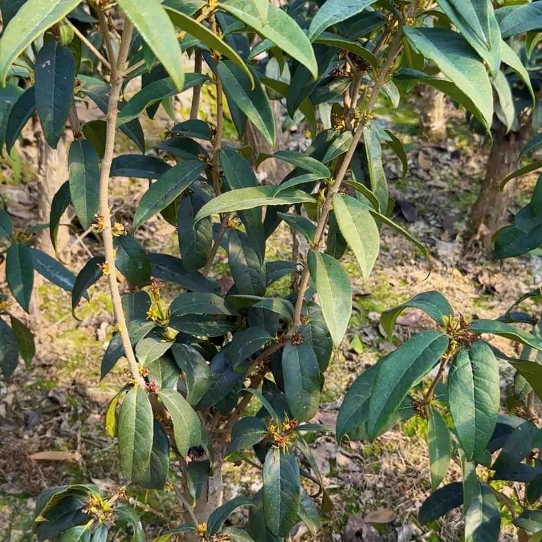 用****9桂花。四季桂系列