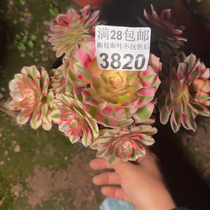3820倾城多肉植物