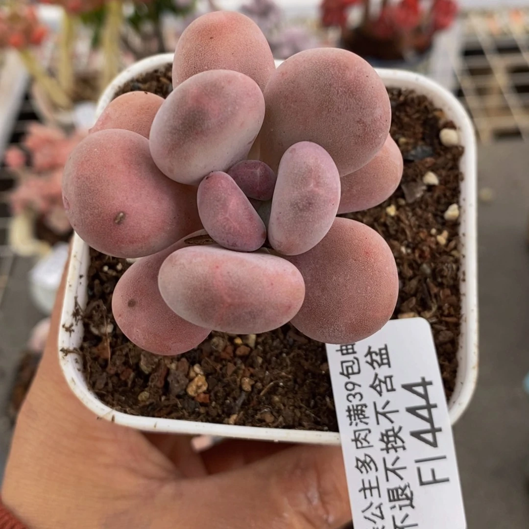 橙雪球444/4cm多肉