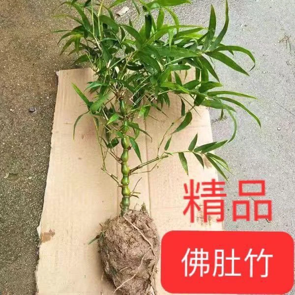 佛肚竹单杆基地现挖带土球（必须剪叶发货介意者勿拍）