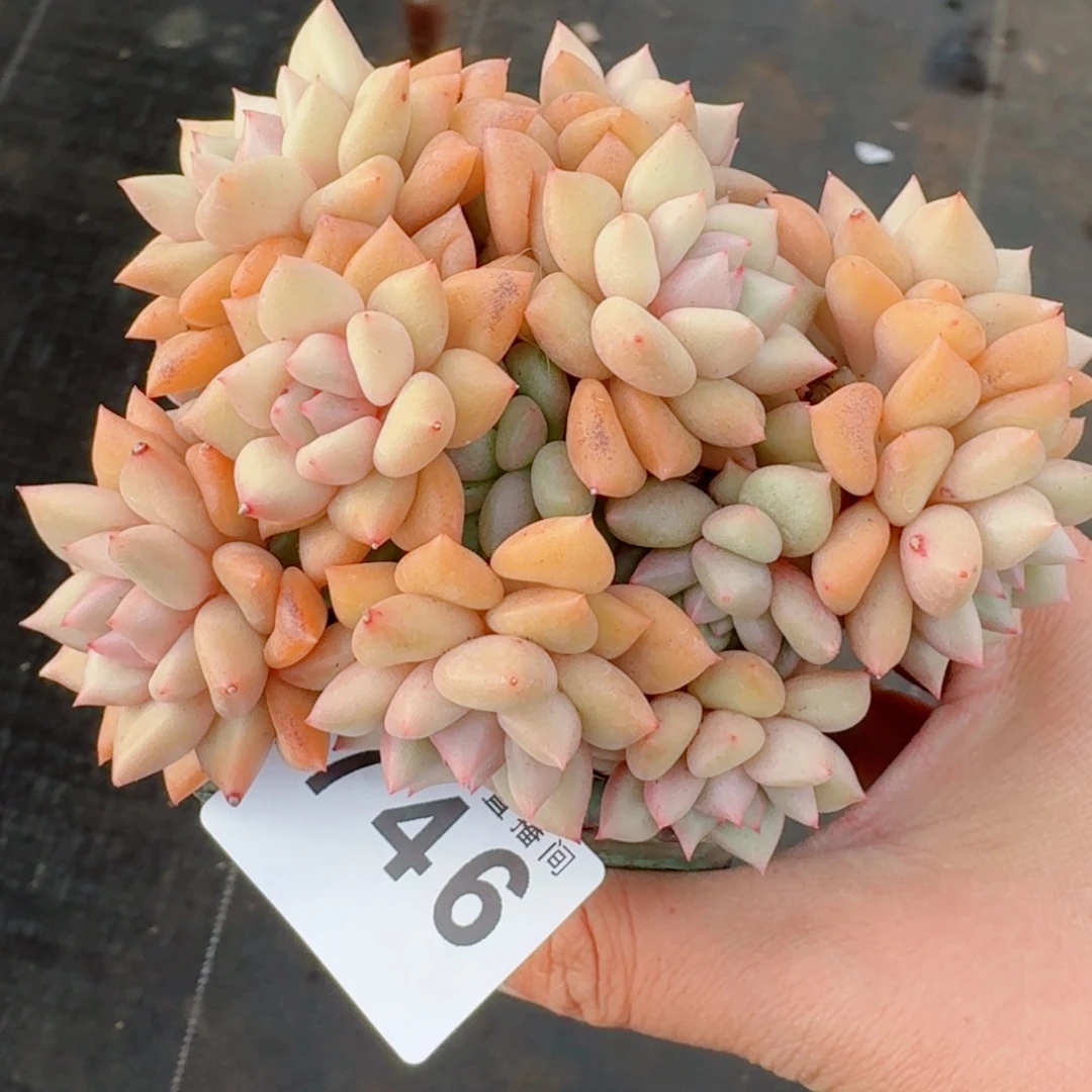 韩版象牙群生整装无砍