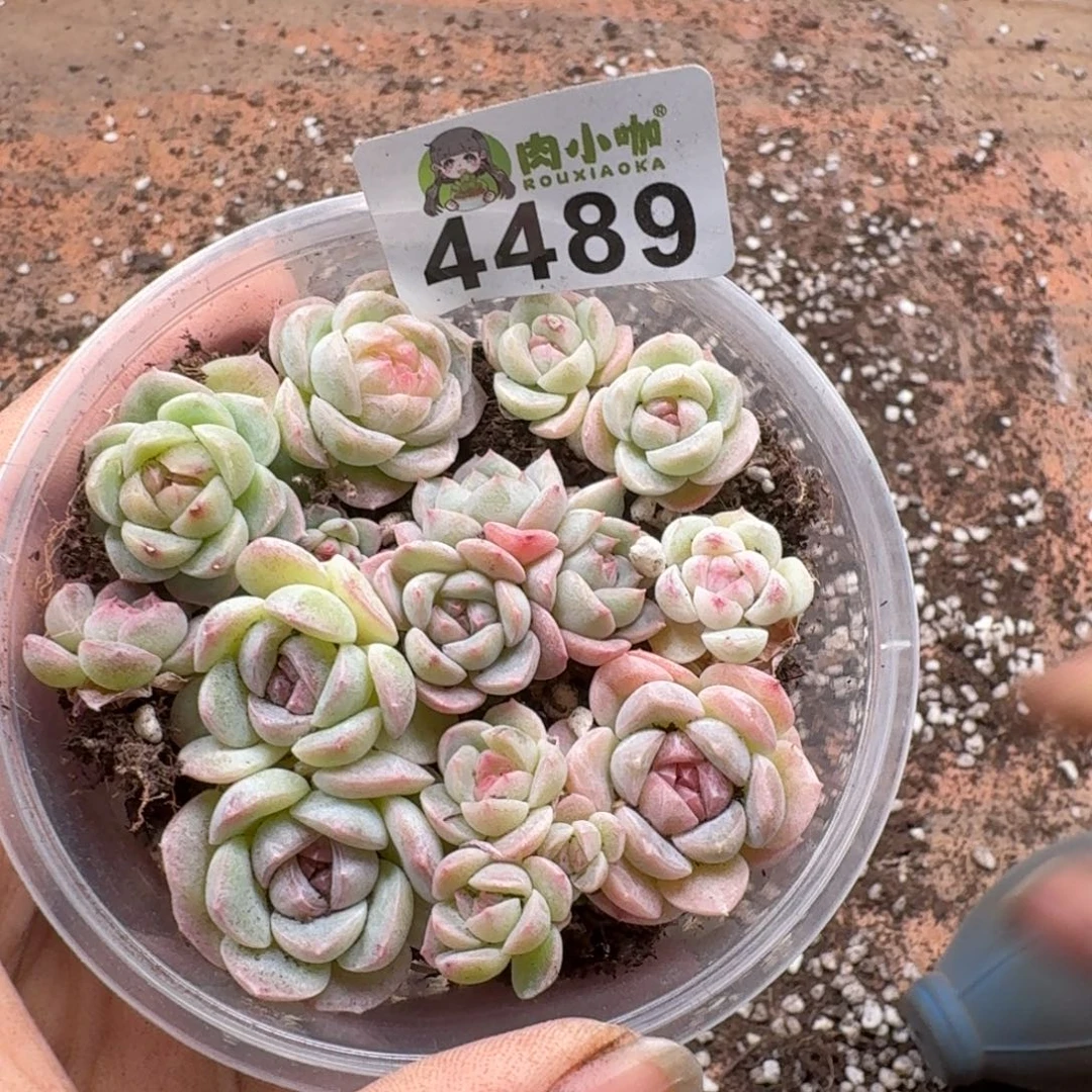 多肉植物多肉植物