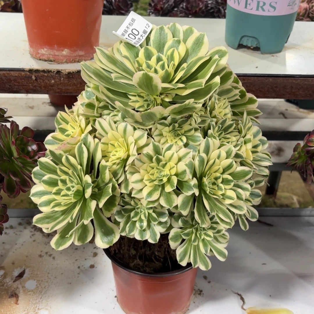 100迈巴赫多肉植物法师